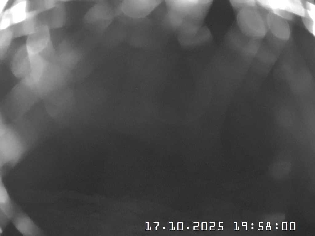 Webcam Bach